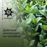 Действие алкалоидов на человека
