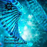 Расаяна. Растения-антиоксиданты, защищающие малый оджас Расаяна. Растения-антиоксиданты, защищающие малый оджас
