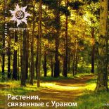 Растения, связанные с Ураном Растения, связанные с Ураном