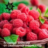 Ягодный эликсир от свободных радикалов