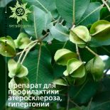 Препарат Блиссминд для профилактики атеросклероза, гиперртонии, нарушениями кровообращения